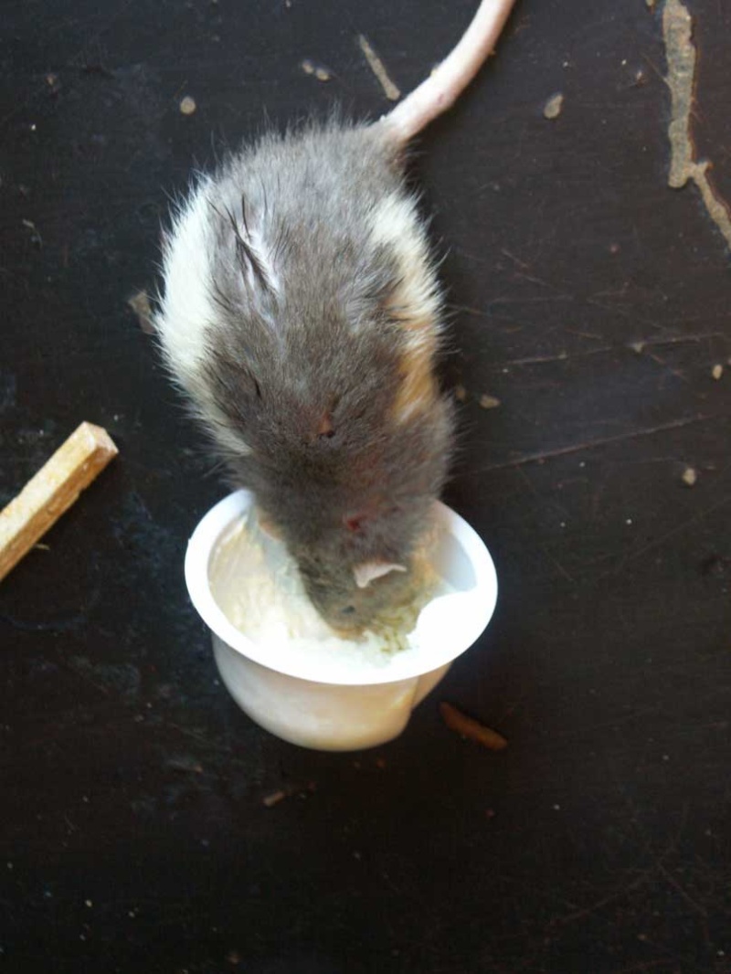 URGENT !!!! trouvé 13 rats males dans le bois de vincennes 75-94 810