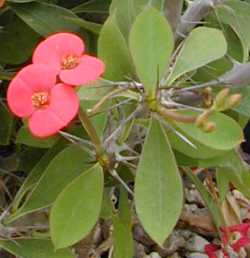 Piante Velenose