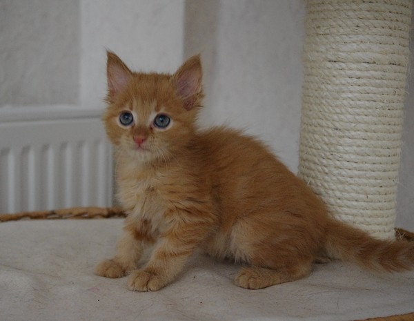 Chatons : Haribo (noir et blanc) et Harley (roux poils mis longs) chercher une famille - IDF 17_jui11