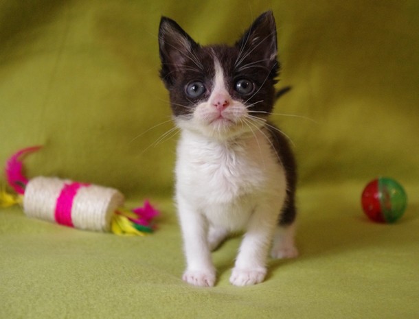 Chatons : Haribo (noir et blanc) et Harley (roux poils mis longs) chercher une famille - IDF 19_jui12