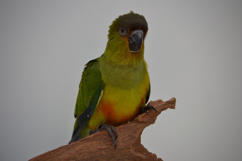 Ma conure Dsc_0110