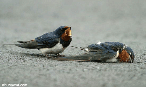 A la vie, à la mort ... Oiseau15