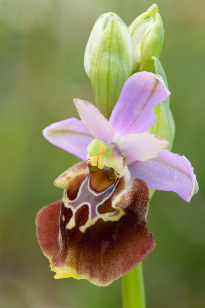 Ophrys apulica _mg_0611