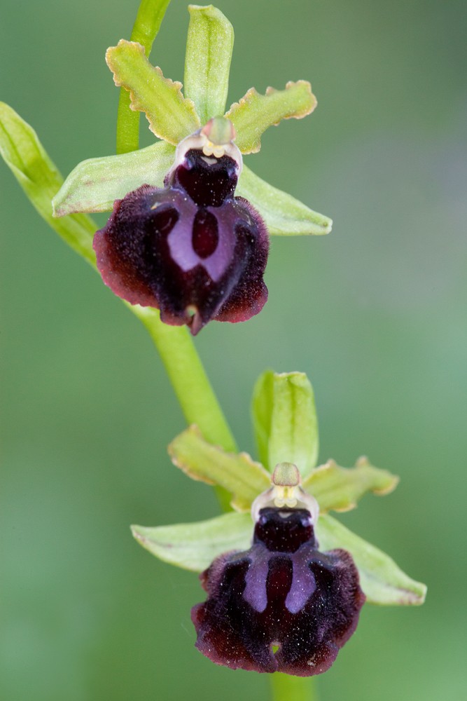 Des orchidées de Gargano, Tarento et Lecce _mg_0711