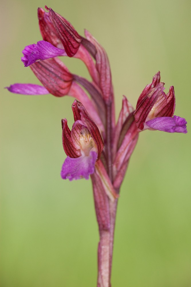 Des orchidées de Gargano, Tarento et Lecce _mg_0813