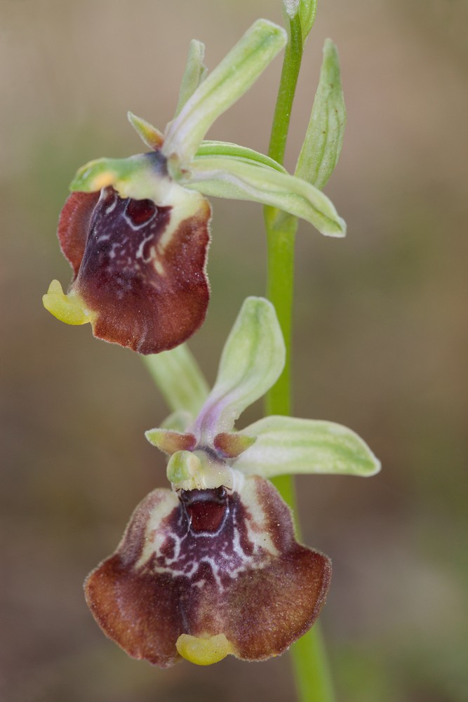 Ophrys celiensis _mg_1412