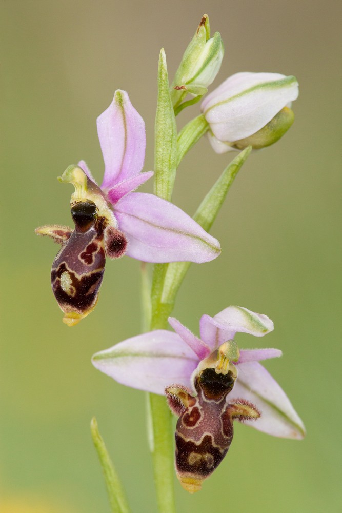 Ophrys picta ( Ophrys peint ) _mg_3714