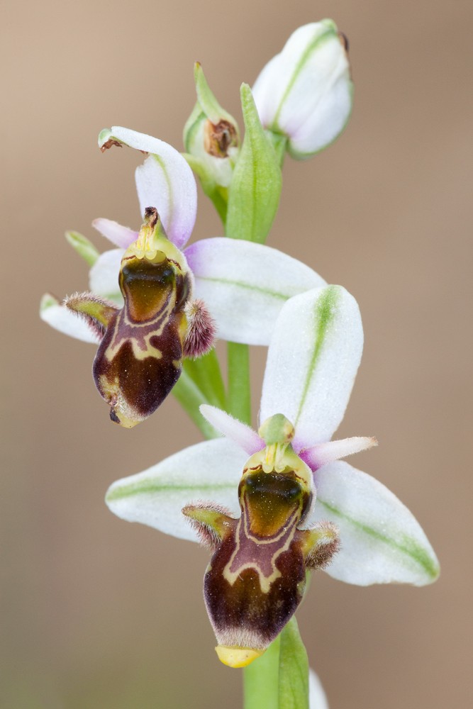 Ophrys picta ( Ophrys peint ) _mg_3813