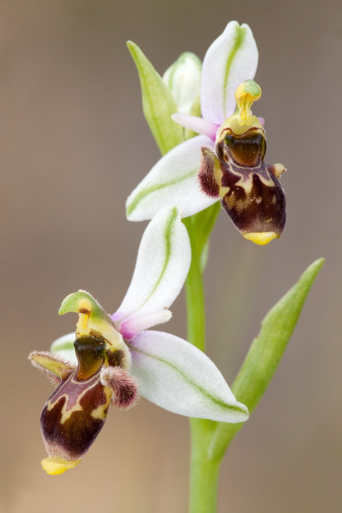 Ophrys picta ( Ophrys peint ) _mg_3814