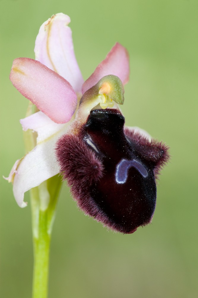 Des orchidées de Gargano, Tarento et Lecce Tarent10