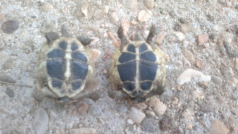 sexage tortue herman varoise 23102014