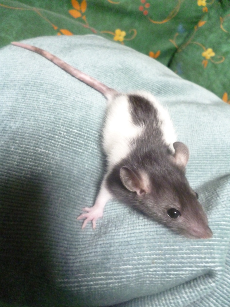 bébé rat de TIA Flèche et VAN Youk (6mâles a l'adoption) P1020714