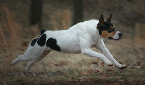 Decker & Rat Terrier Chat 