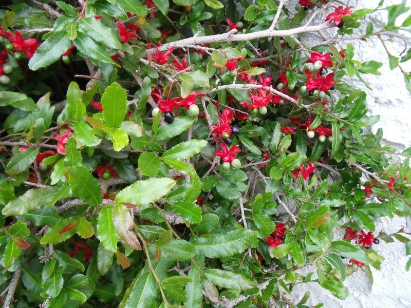 Ochna serrulta, la plante aux fruits marrants Dscf0812