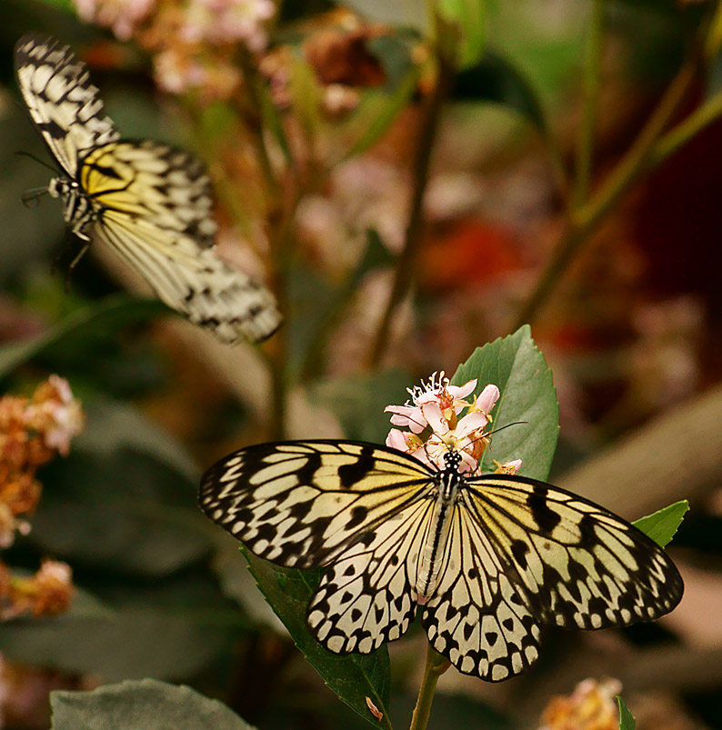 Papillons... Dsc06910