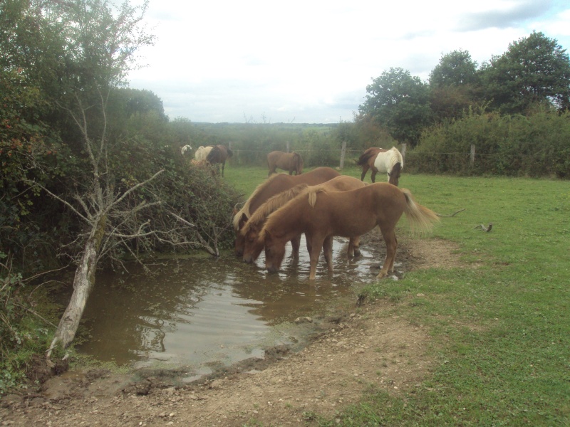 Présentation du Haras Chevau11