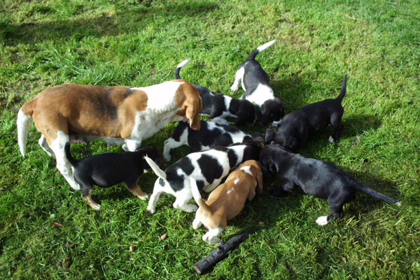 Petits chiens à vendre Chiens10