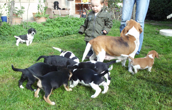 Petits chiens à vendre Chiot410