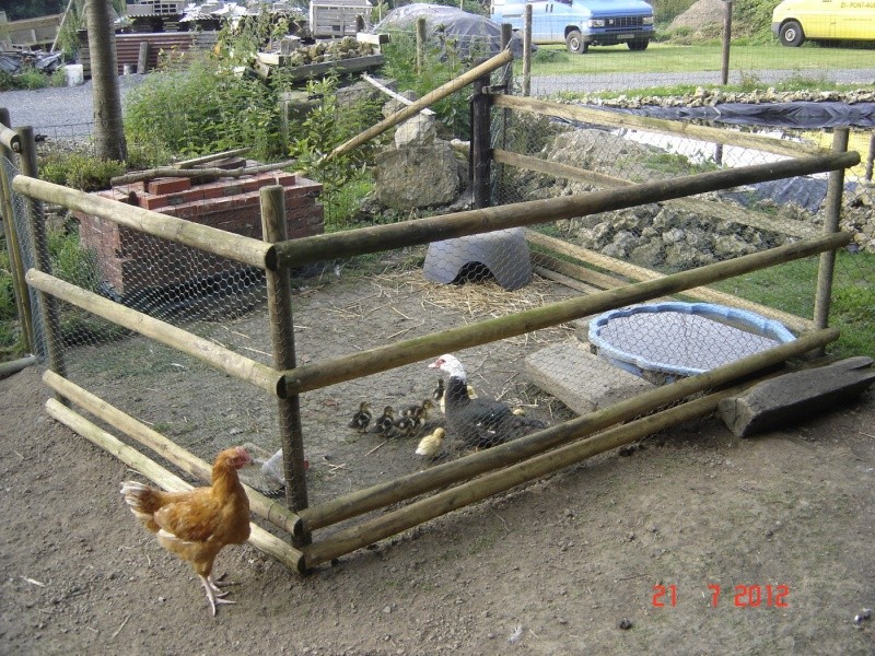 mes oies et canards mulards - Page 2 Dsc02810