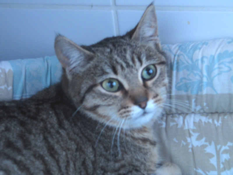 • HANIS, européenne brown tabby, 1 an 1/2 - F Hanis111