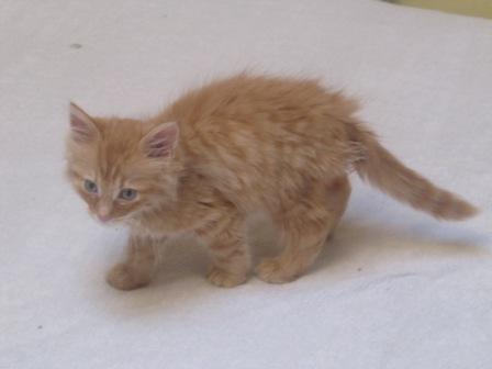 Gatsby Chaton Roux Poils Mi Long 2 Mois
