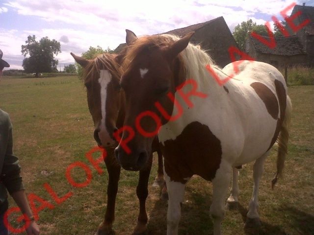 CALINOU - ONC poney né en 1999 - adopté en août 2011 par Doucette Calino10