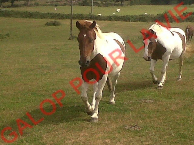 CALINOU - ONC poney né en 1999 - adopté en août 2011 par Doucette Calino11