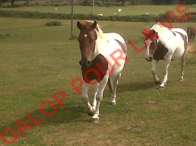 CALINOU - ONC poney  né en 1999 - adopté en août 2011 par Doucette Calino11