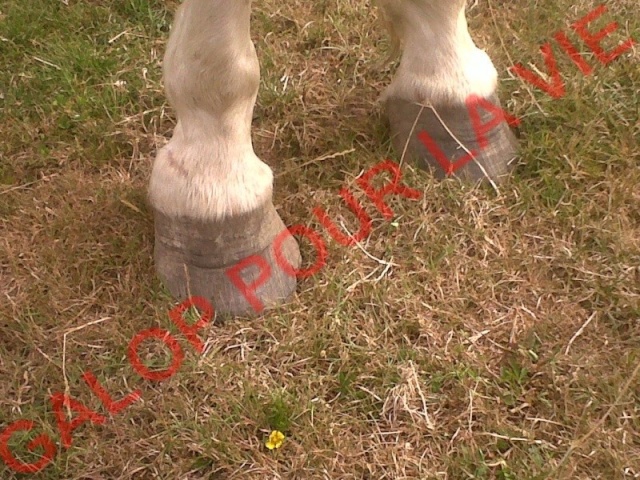 CALINOU - ONC poney né en 1999 - adopté en août 2011 par Doucette Calino12