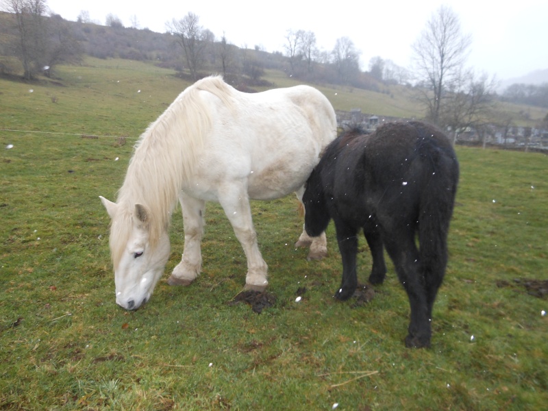 JADE - PP Percheron née en 1997 - adoptée en janvier 2013 par Helline 28 (ex Undicci) Dscn0410