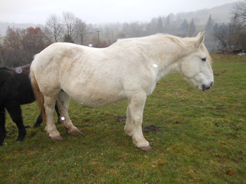 JADE - PP Percheron née en 1997 - adoptée en janvier 2013 par Helline 28 (ex Undicci) Dscn0416