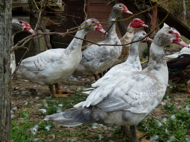 couleur du barbarie?? canard ou cane??? P1050110