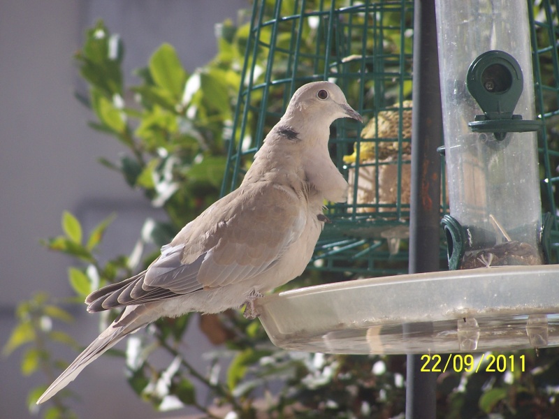 Observation d'oiseaux dans nos jardins, hiver 2011/2012 - Page 2 100_6616