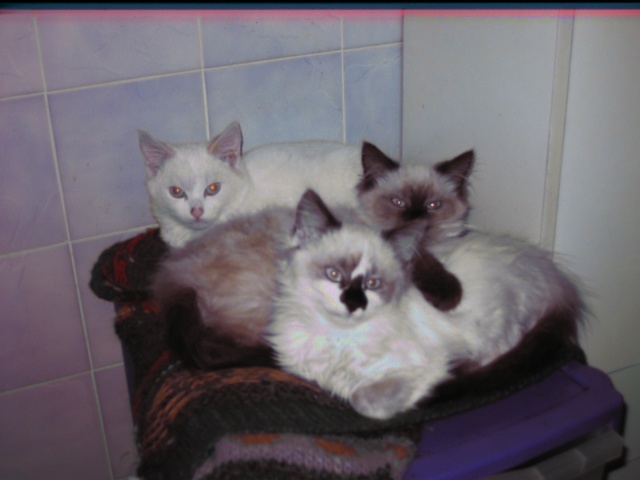 3 chatons ds le Gers (sud ouest) Nouvea10