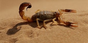 Poule Ninja Vs Scorpion ! Desert10