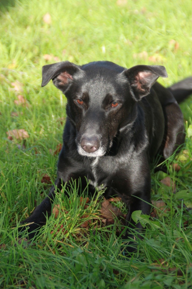 DAIKO croisé labrador /border collie 2 ans ALEAC50 Img_6913