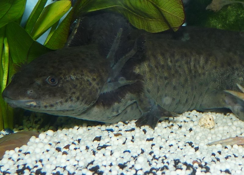 Amphibien " Ambystoma Mexicanum " sous le nom commun AXOLOTL P1160712