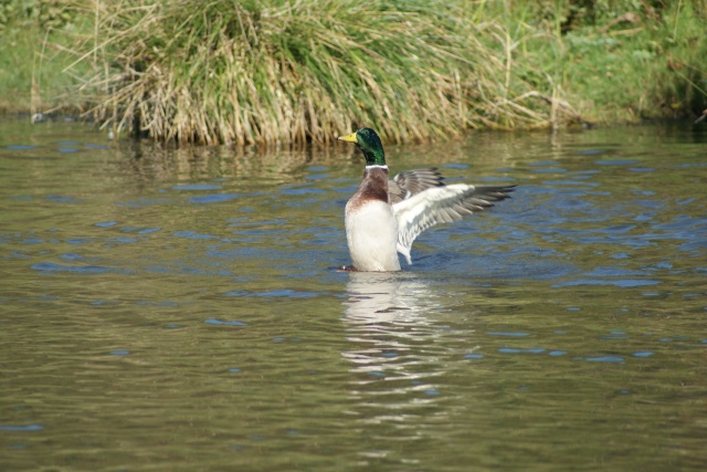 18 - Concours les oiseaux ..... oct 2011 Dsc03011