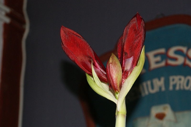 amaryllis - Page 6 Dsc03215