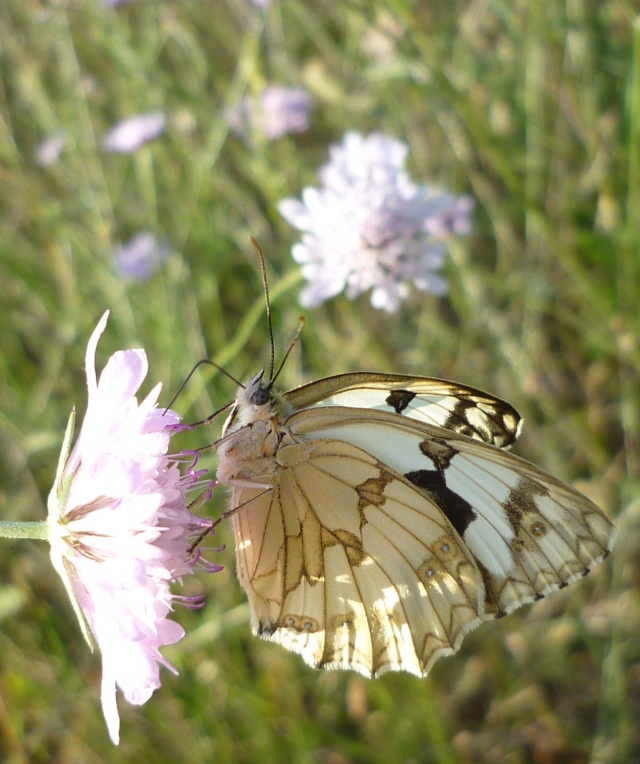 Papillons P1060616