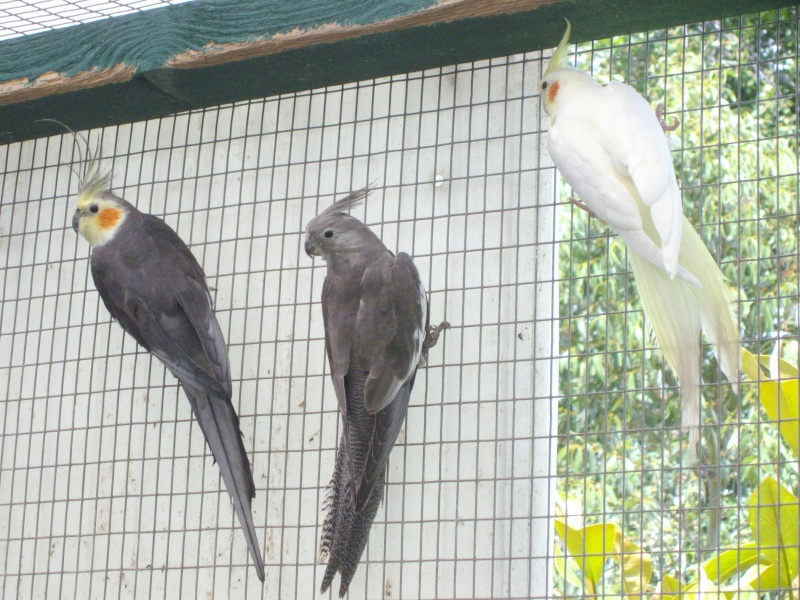 quelques oiseaux de mon élevage