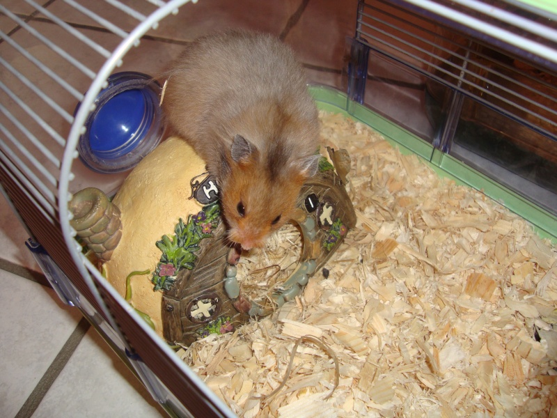 Arrivée de deux hamsters à l'association ( Adopte )  Bunny_31