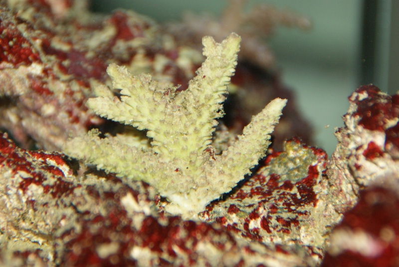 Pb de conservation des coraux durs Avril211