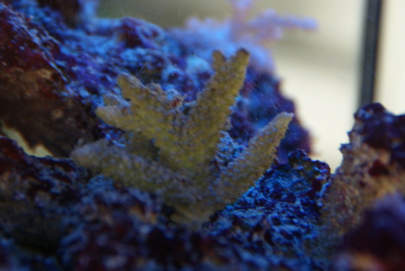 Pb de conservation des coraux durs Avril212