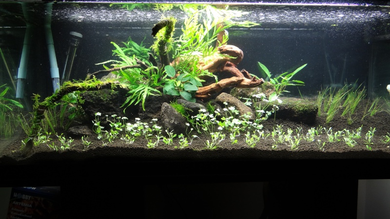 160 L -> projet apisto Dsc00421