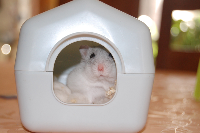 Bijou, un petit hamster hors du commun Dsc_0079