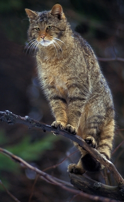 [Anecdote] - Le chat Forestier Mini14