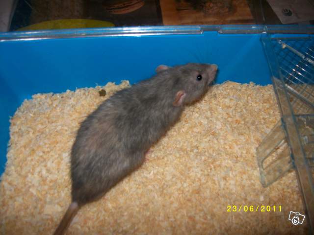 Grisouille, rat bleu US dumbo lisse de 15 mois (21) 48306410