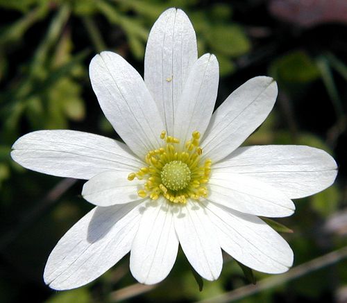           "2" Anemone, Windflower    0110