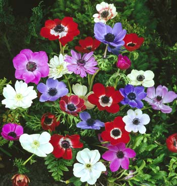 الزهر والورد ـ لغة الحب والود ـ صور وأسماء ـ "2" Anemone, Windflower ـ شقائق النعمان 1210